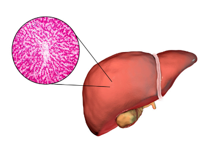 lever Ontwerp zonder titel28