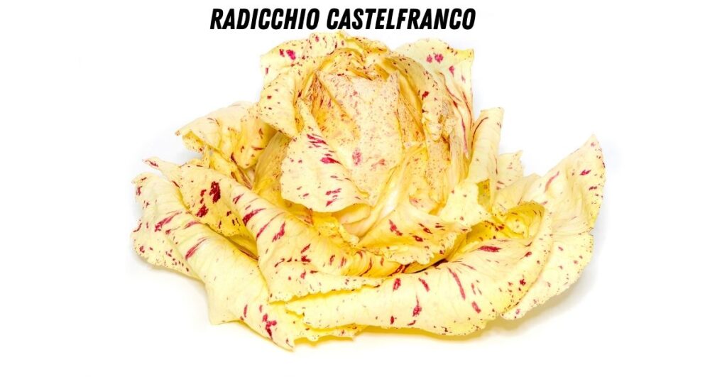 Castelfranco lijkt bijna op een bloem: crèmekleurig met rood-roze spikkels.