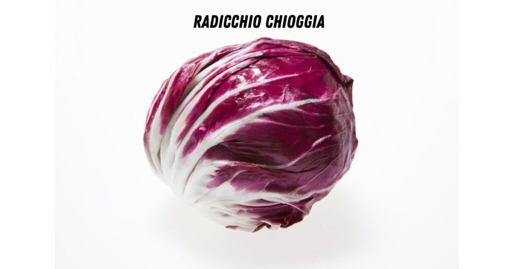 radicchio Chioggia: de ronde klassieker